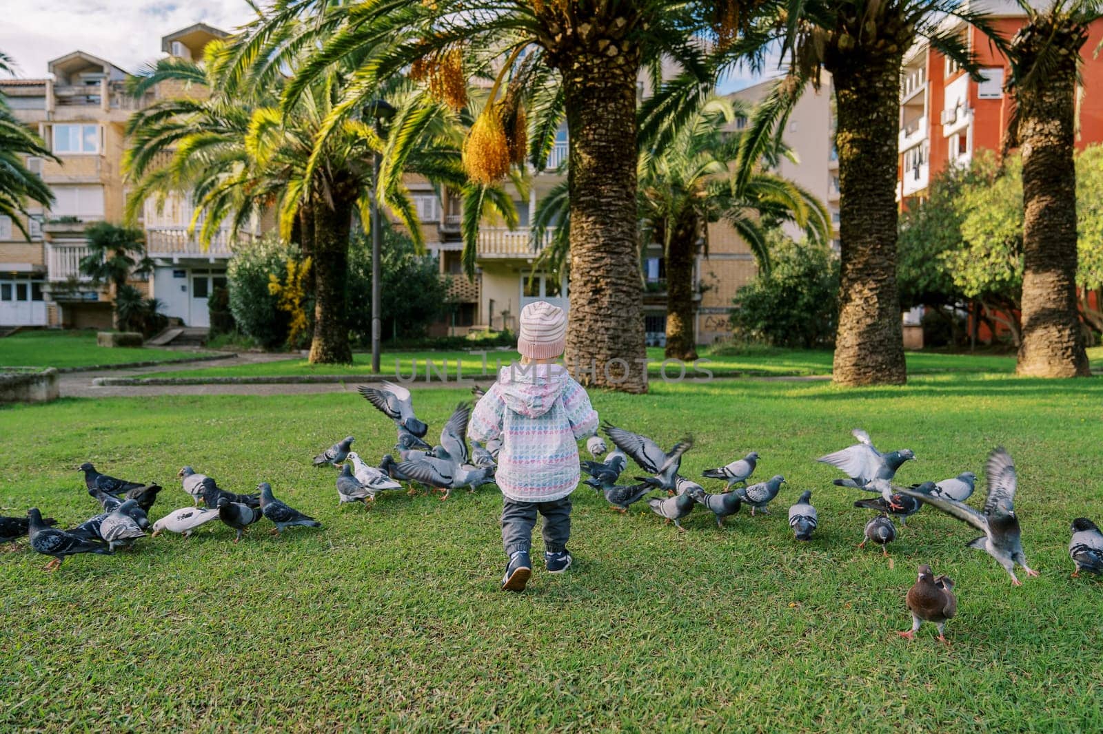 Little girl walks towards a flock of pigeons across a green lawn. Back view by Nadtochiy