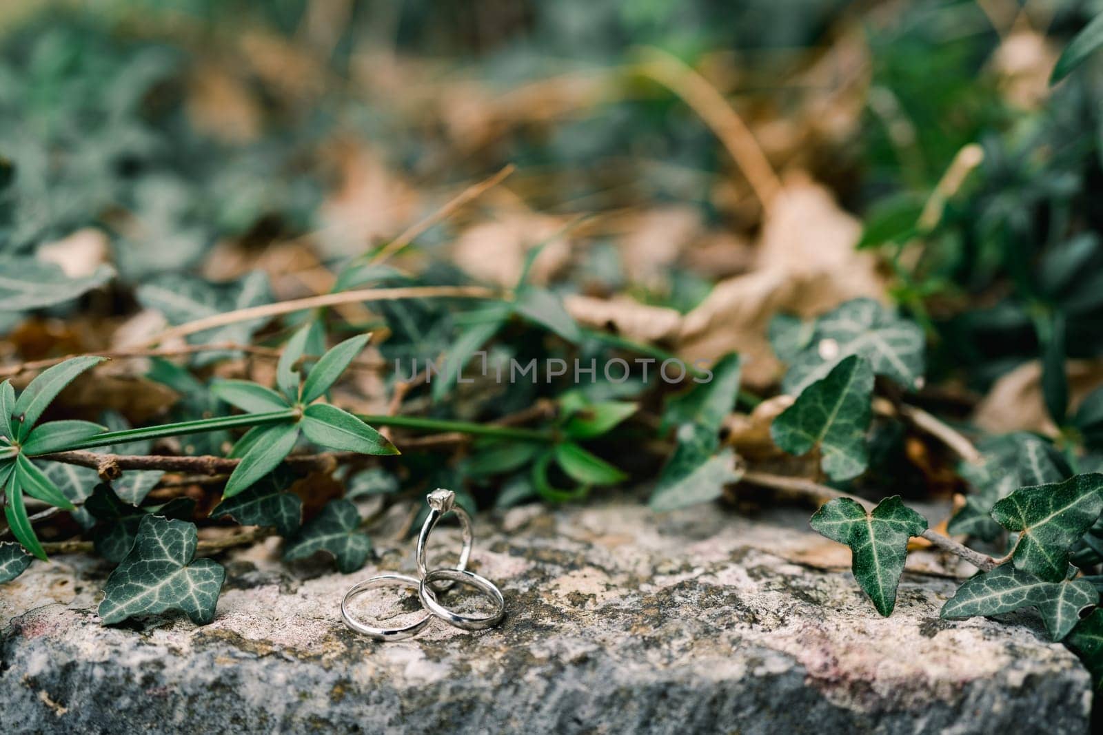 Wedding rings lie on a stone covered with green ivy in the garden. High quality photo