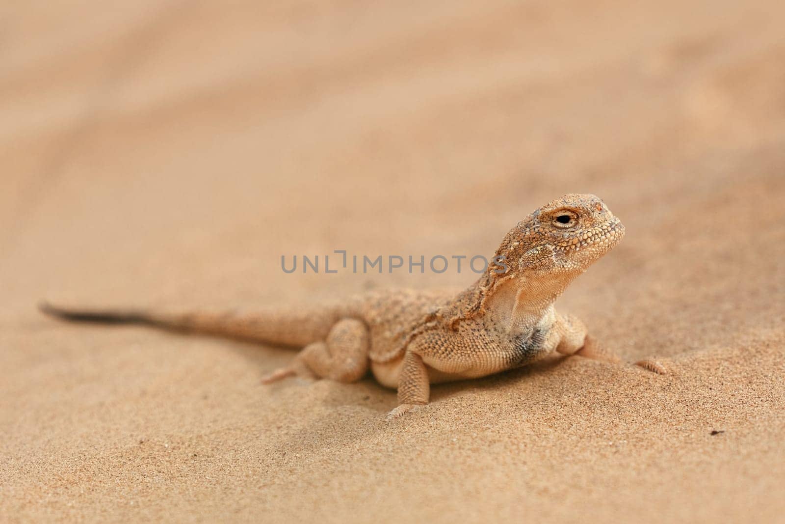Toad-headed agama, Phrynocephalus mystaceus. Calm desert roundhead lizard on the sand in its natural environment. A living dragon of the desert Close up. incredible desert lizard.