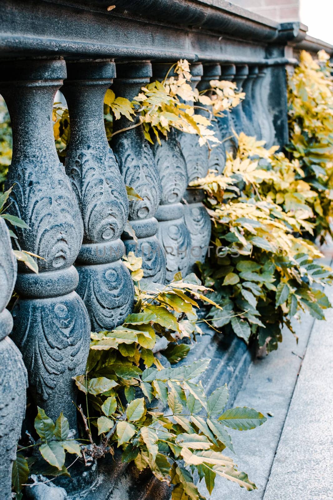 Classic old style balustrade with green ivy plants. Beautiful photography with ivy plant covering building. by _Nataly_Nati_