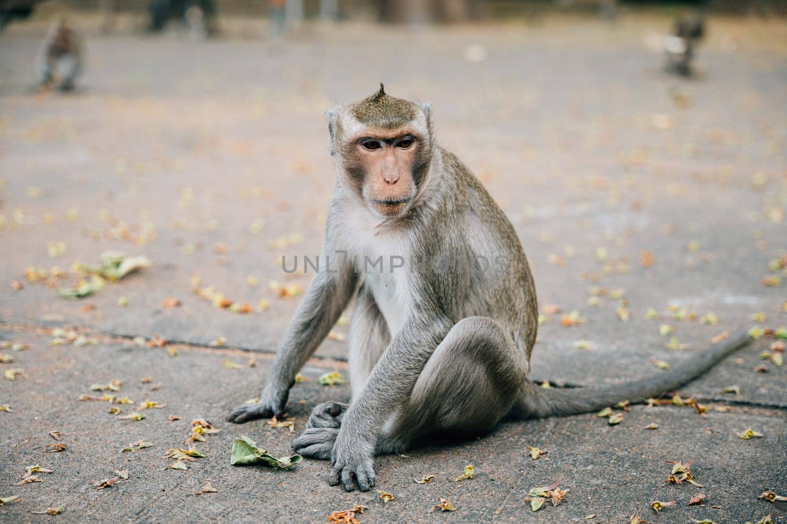 In the wilderness a small clean cynomolgus monkey with a hairy tail sitting and feeding in a zoo. Nature's beauty captured Portrait of a fun cute primate. Give me.