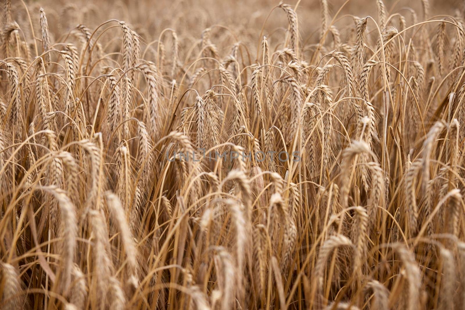 Ripe wheat, agricultural background. Golden wheat field in sunny day. Ears of wheat ripen in the field. Wheat field before harvesting, agriculture.