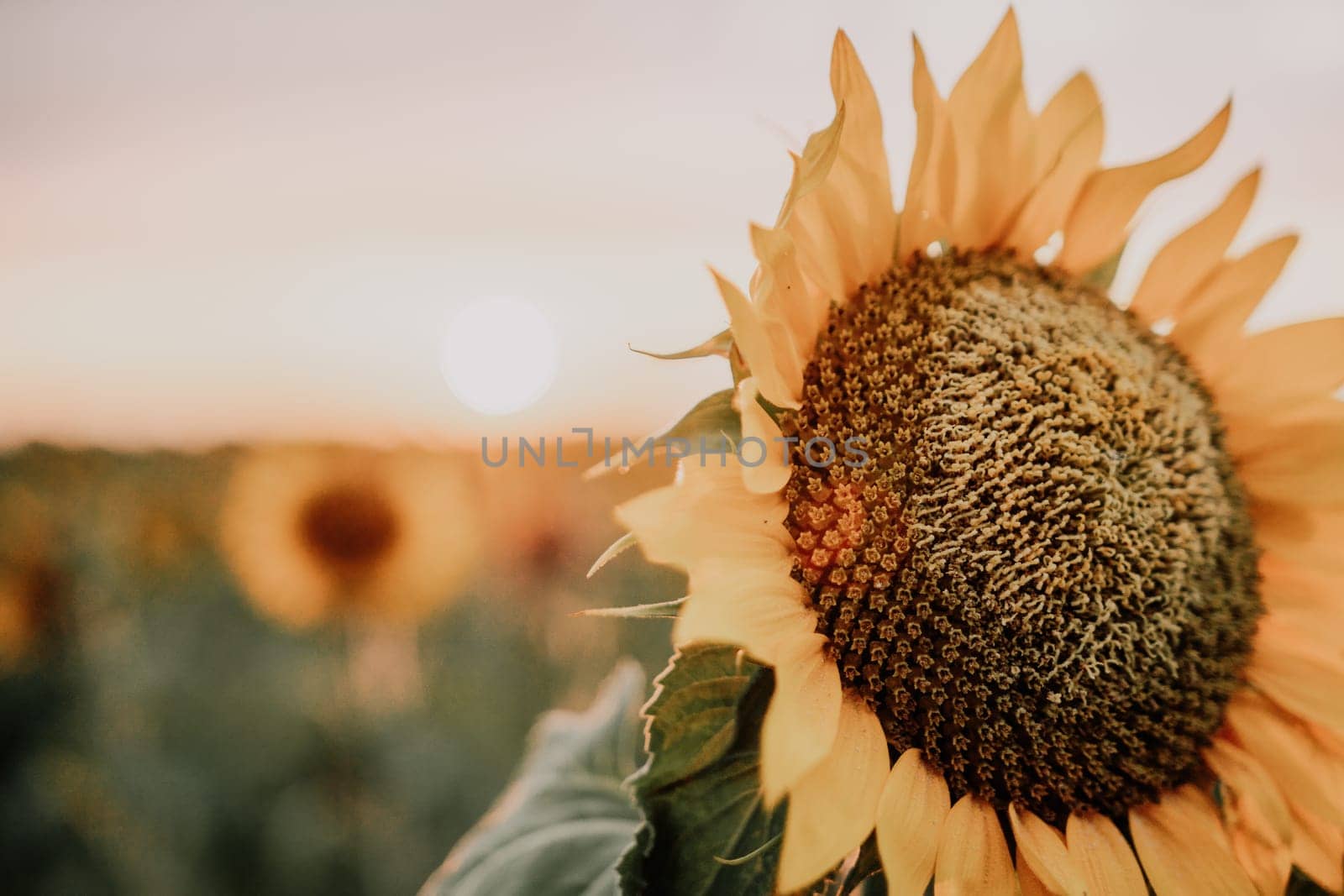 Bright Sunflower Flower: Close-up of a sunflower in full bloom, creating a natural abstract background. Summer time. Field of sunflowers in the warm light of the setting sun. Helianthus annuus. by panophotograph