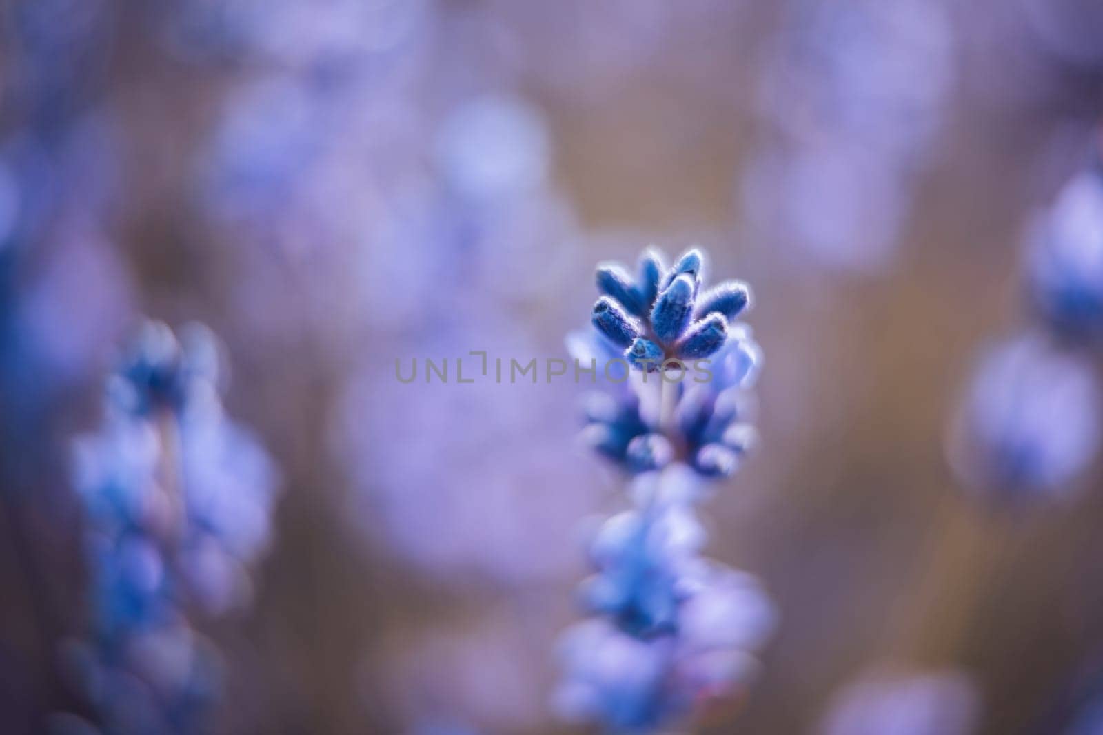 Lavender flower background with beautiful purple colors and bokeh lights. Blooming lavender in a field at sunset in Provence, France. Close up. Selective focus. by panophotograph