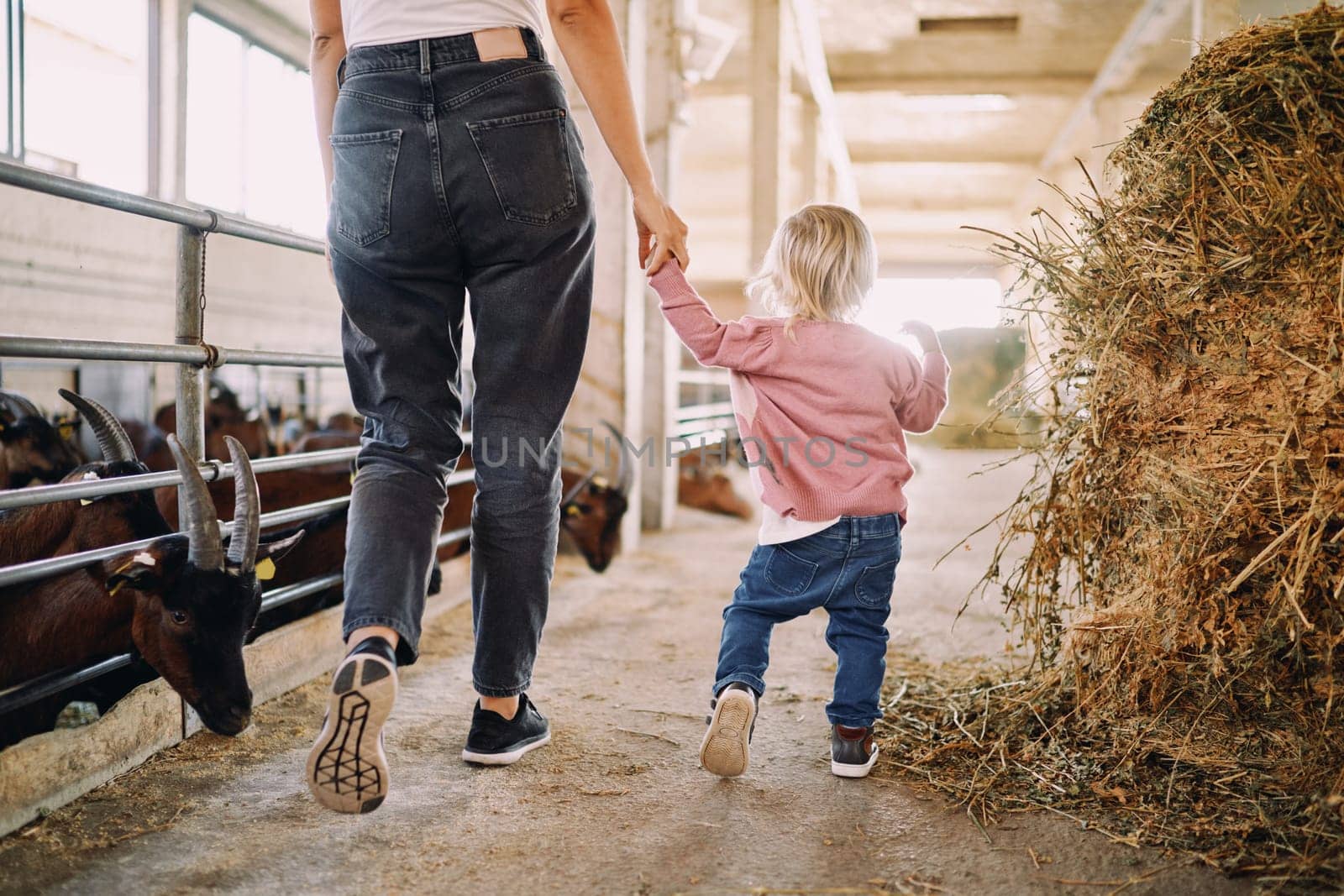 Mom with a little daughter walks through the farm holding her hand past the goats in the paddocks. High quality photo