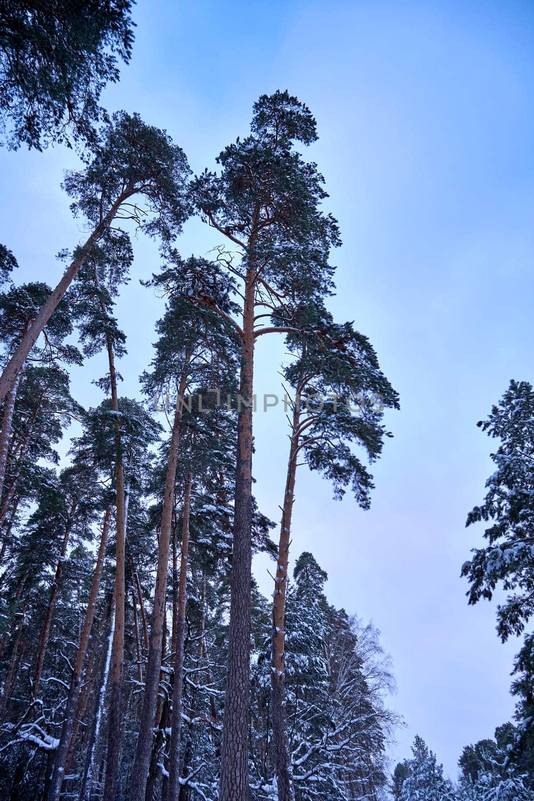 Tall pines in a winter pine forest against the sky by DAndreev