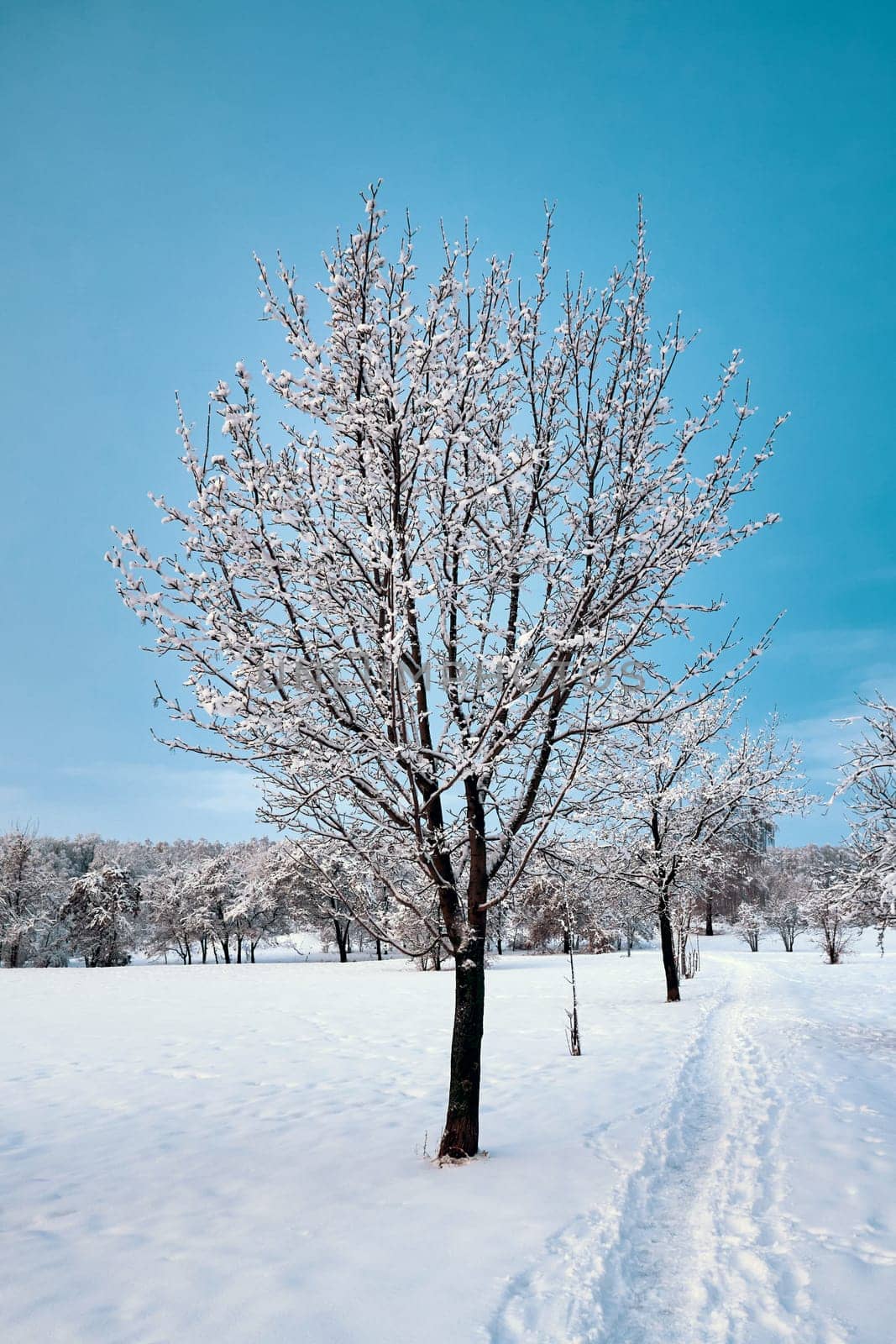 Beautiful park with snow-covered trees and blue sky on a winter morning