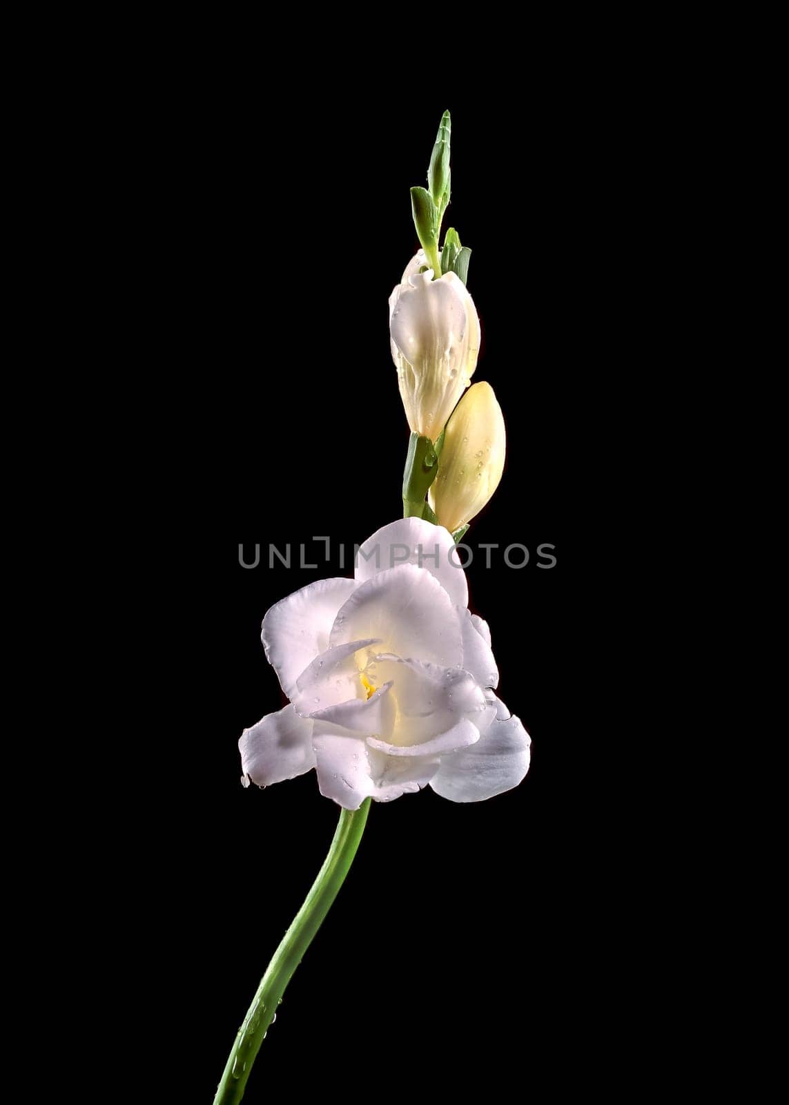 Beautiful White freesia flower on a black background. Flower head close-up.