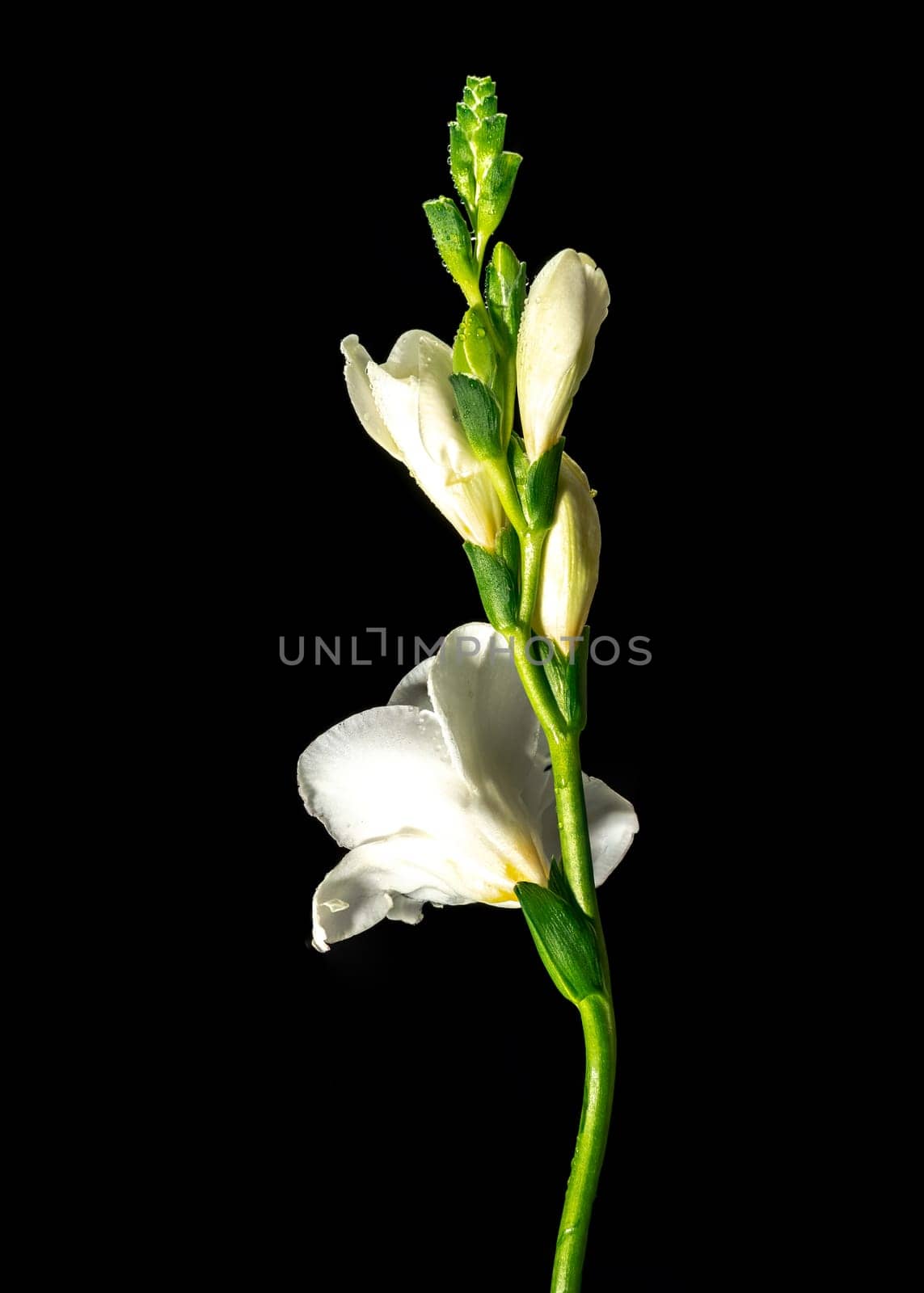 Beautiful White freesia flower on a black background. Flower head close-up.