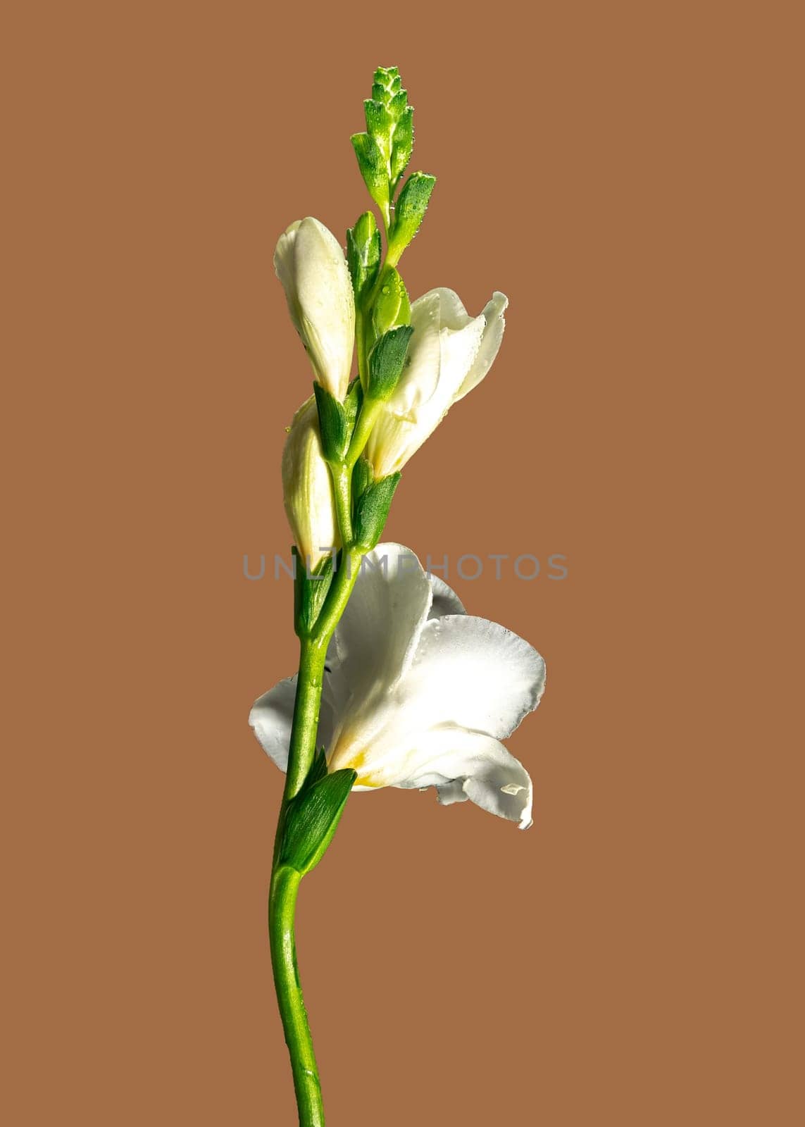 Beautiful White freesia flower on a carrot color background. Flower head close-up.