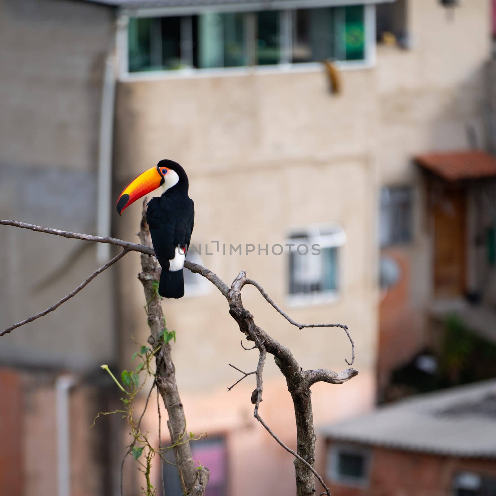 Colorful Toco Toucan Perched on a Bare Branch in Urban Area by FerradalFCG