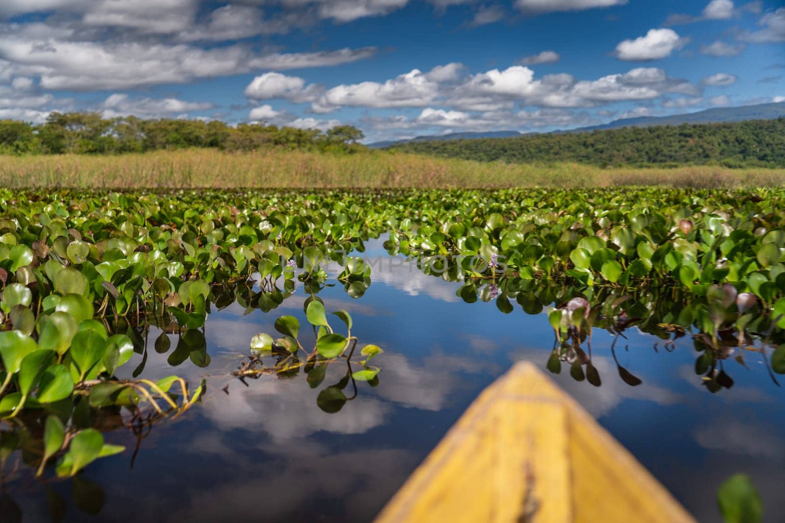 Kayaking in peaceful waters with colorful water lilies under a clear blue sky.