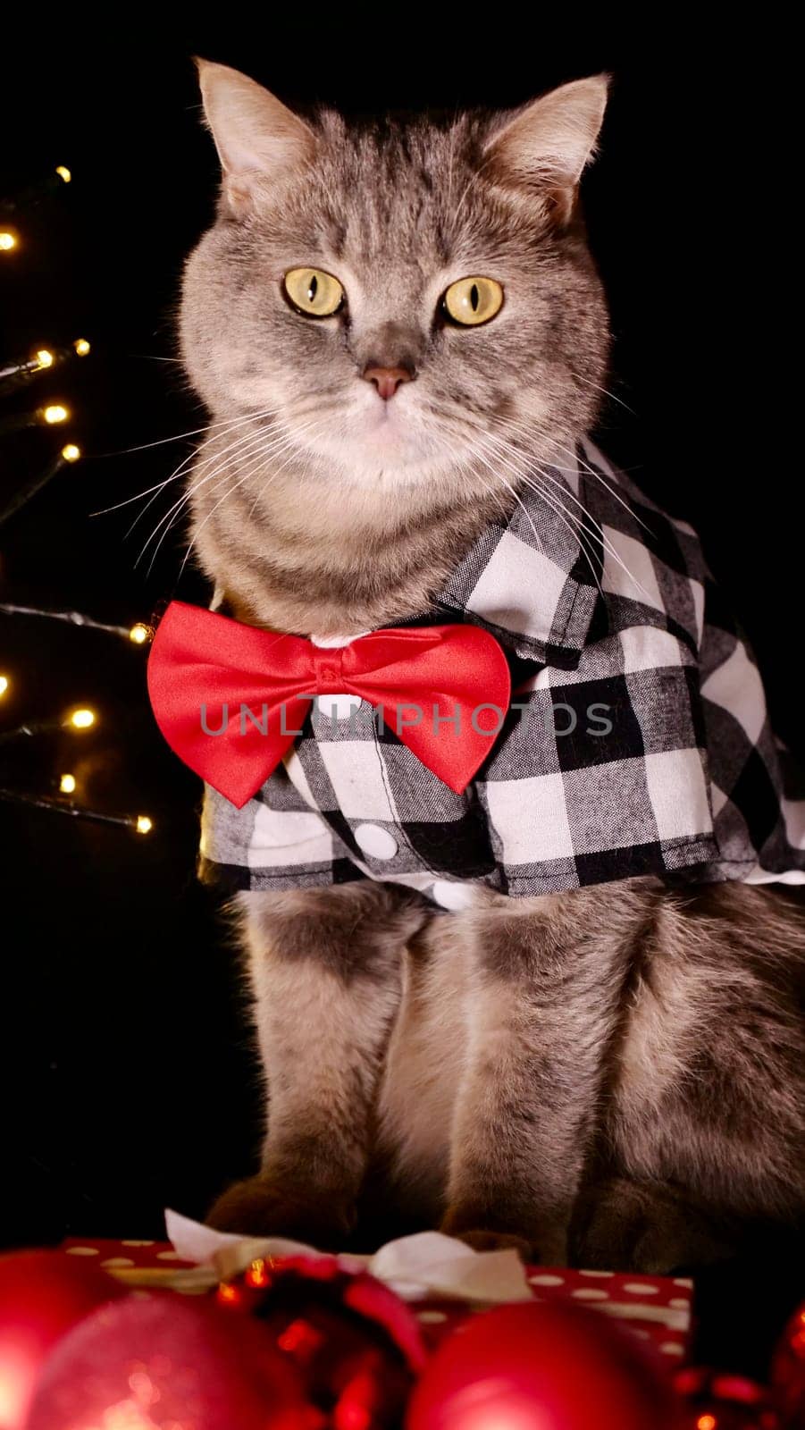 Pet Scottish straight eared cat with red tie bow on New Year's holiday, celebrating Christmas. Pet sitting on black background close up