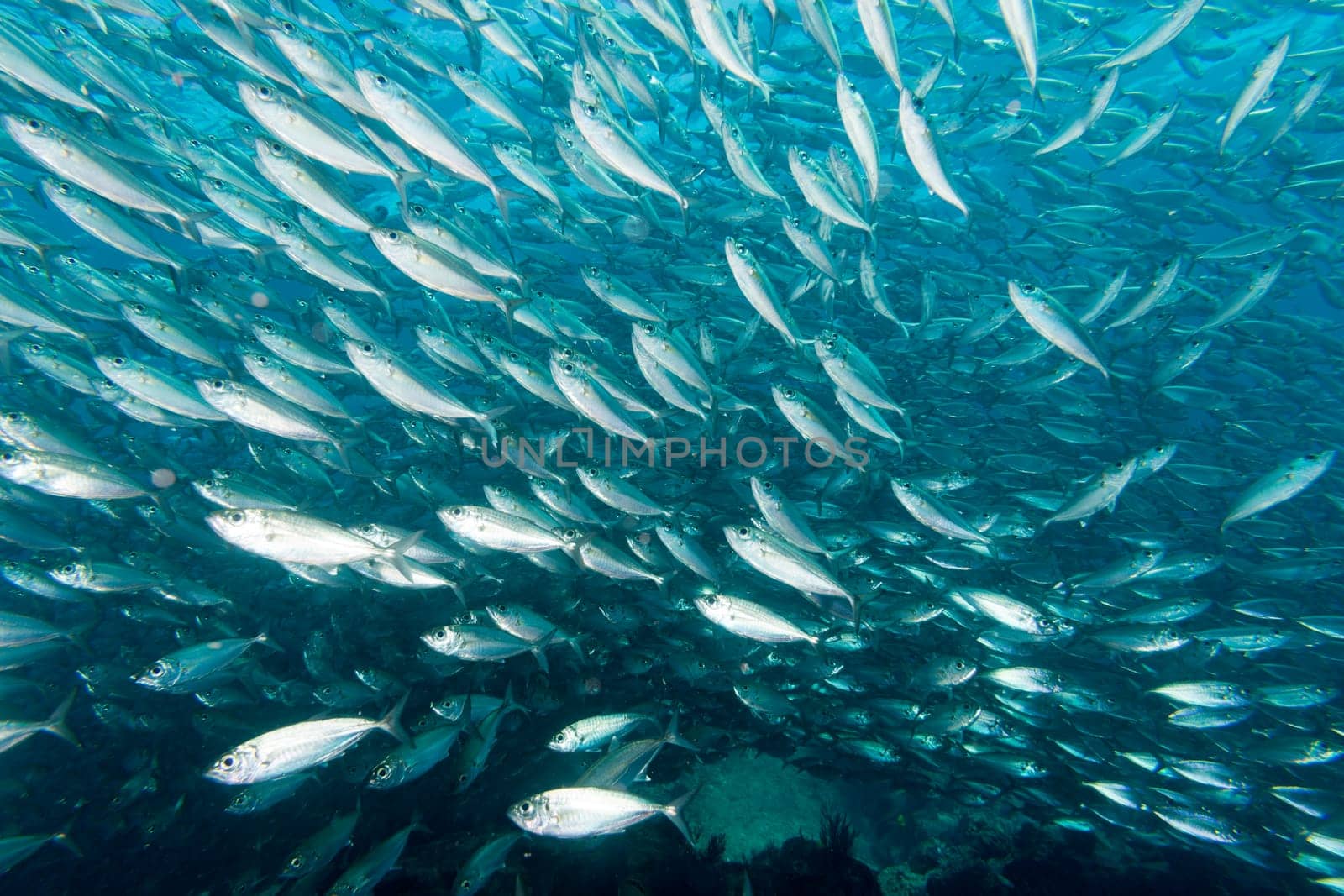 Inside a sardine school of fish close up in the deep blue sea