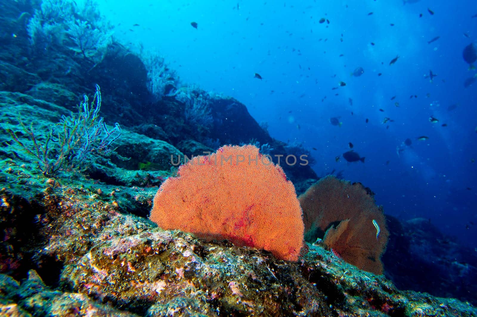 A colorful fish on gorgonia coral