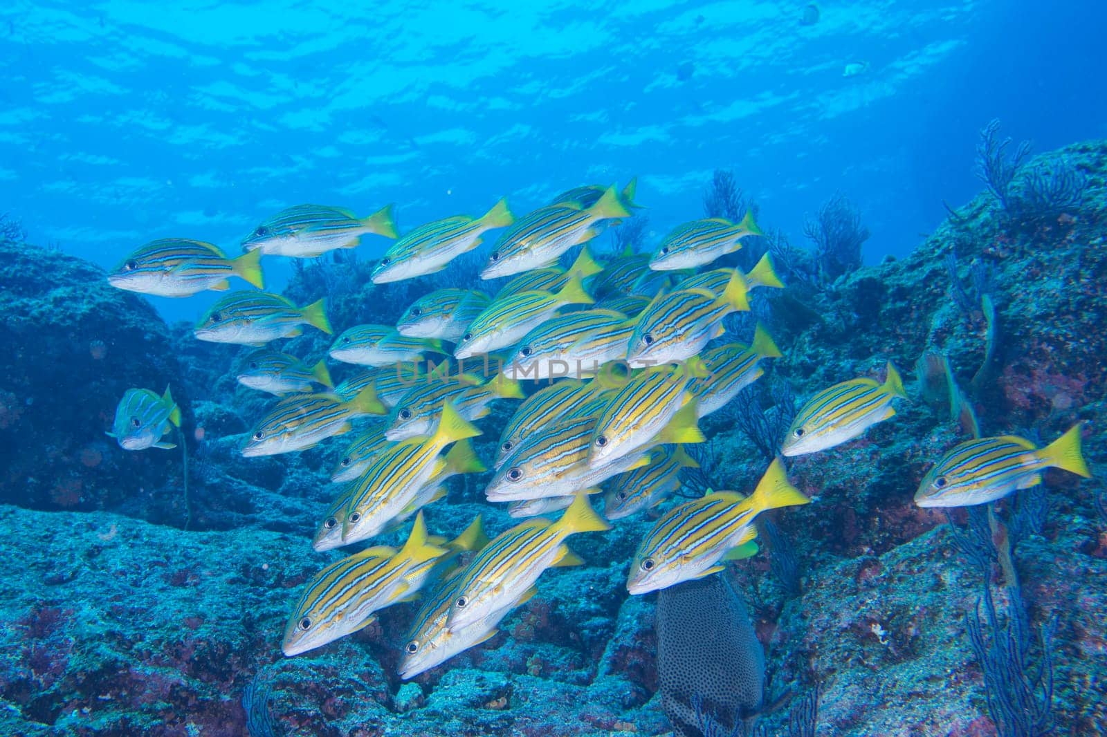 Inside a giant travelly tuna school of fish close up in the deep blue sea