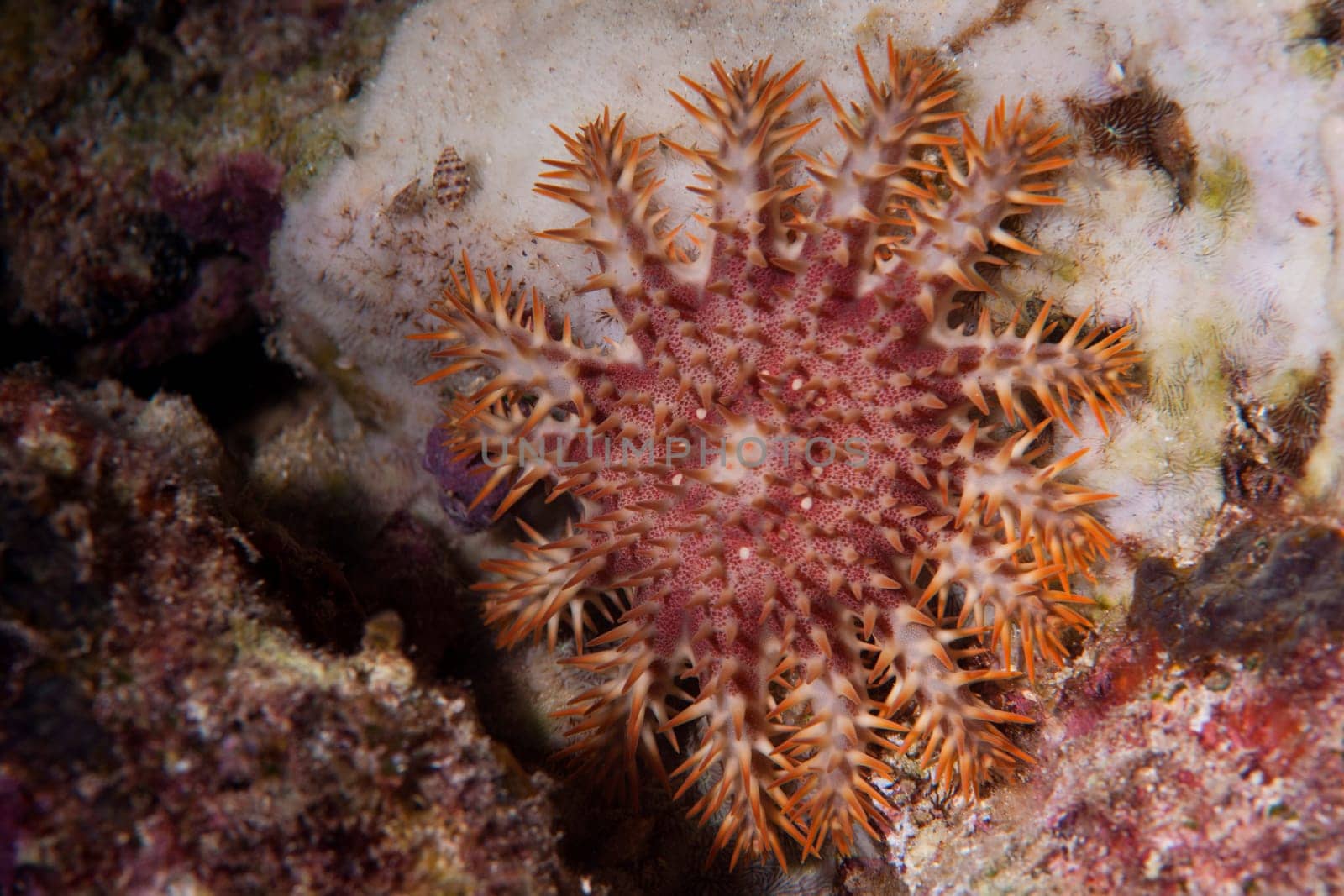 Sea star crown of thorns in Baja California