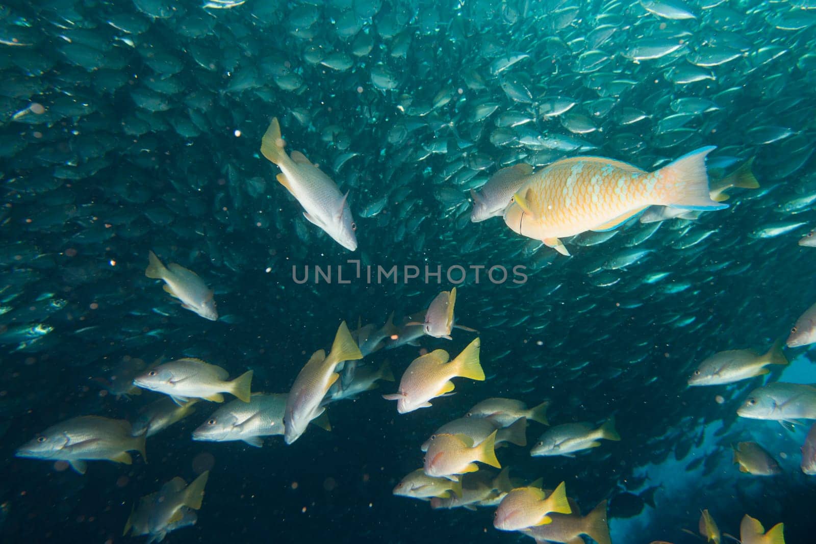 Inside a school of fish underwater by AndreaIzzotti