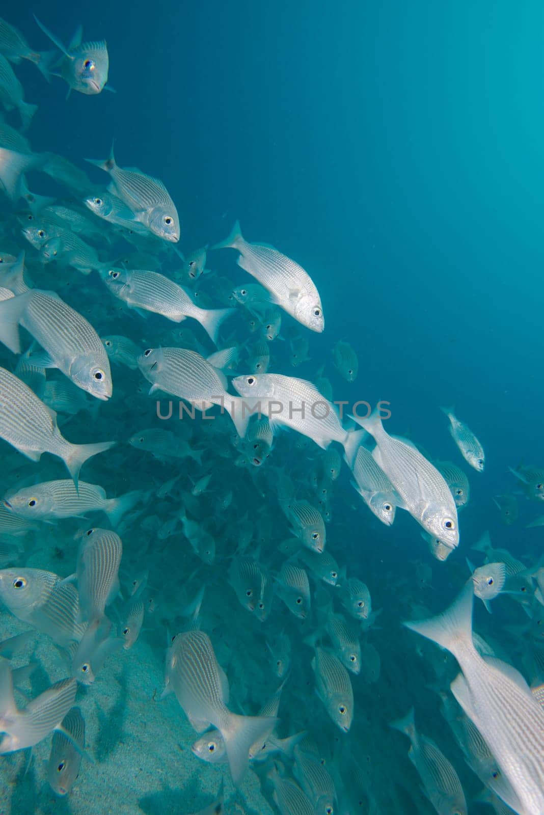 Inside a giant travelly tuna school of fish close up in the deep blue sea