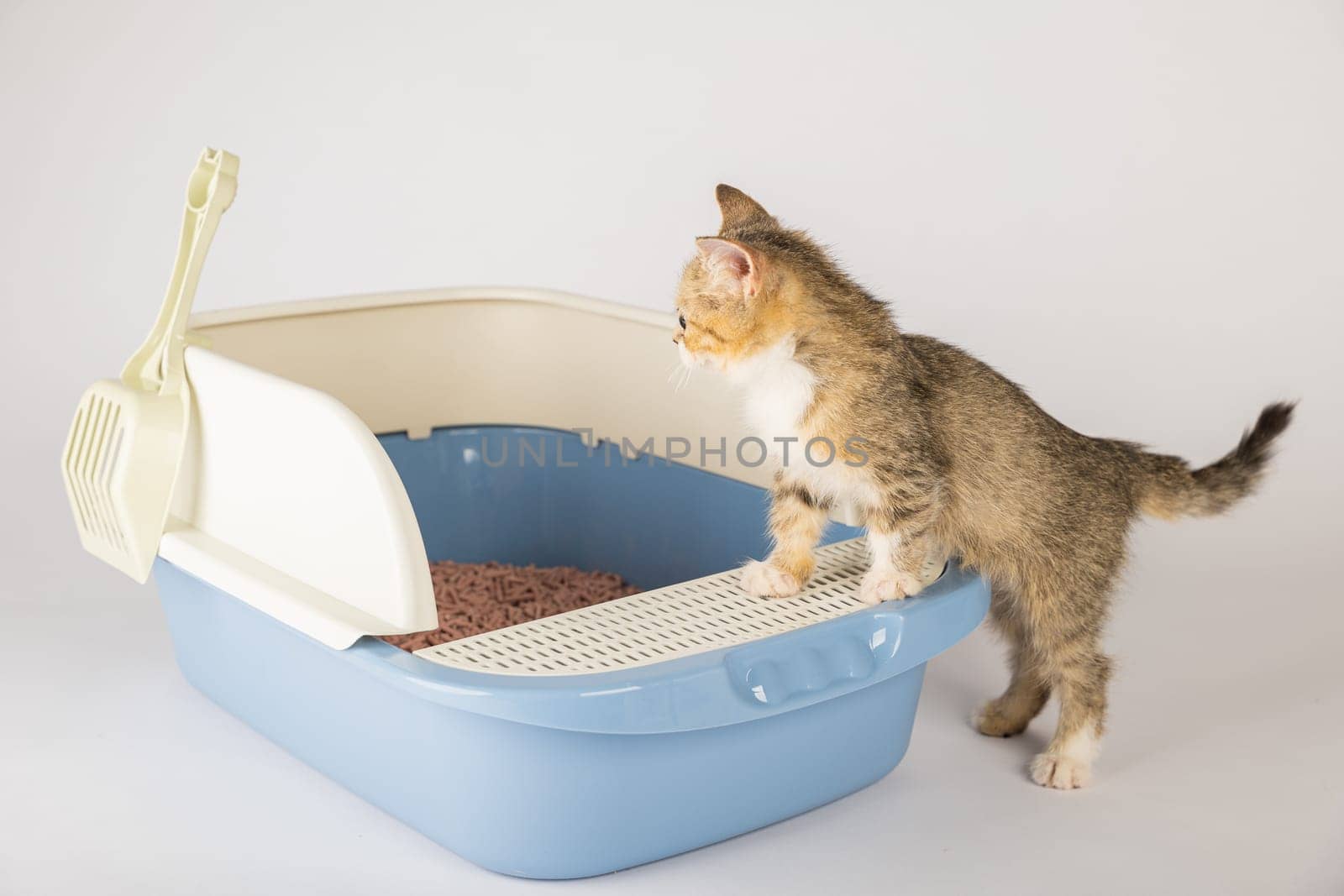 Showcase feline hygiene and care through an isolated cat in a plastic litter toilet box or sandbox against a white background. This educational image illustrates a clean well-maintained environment.