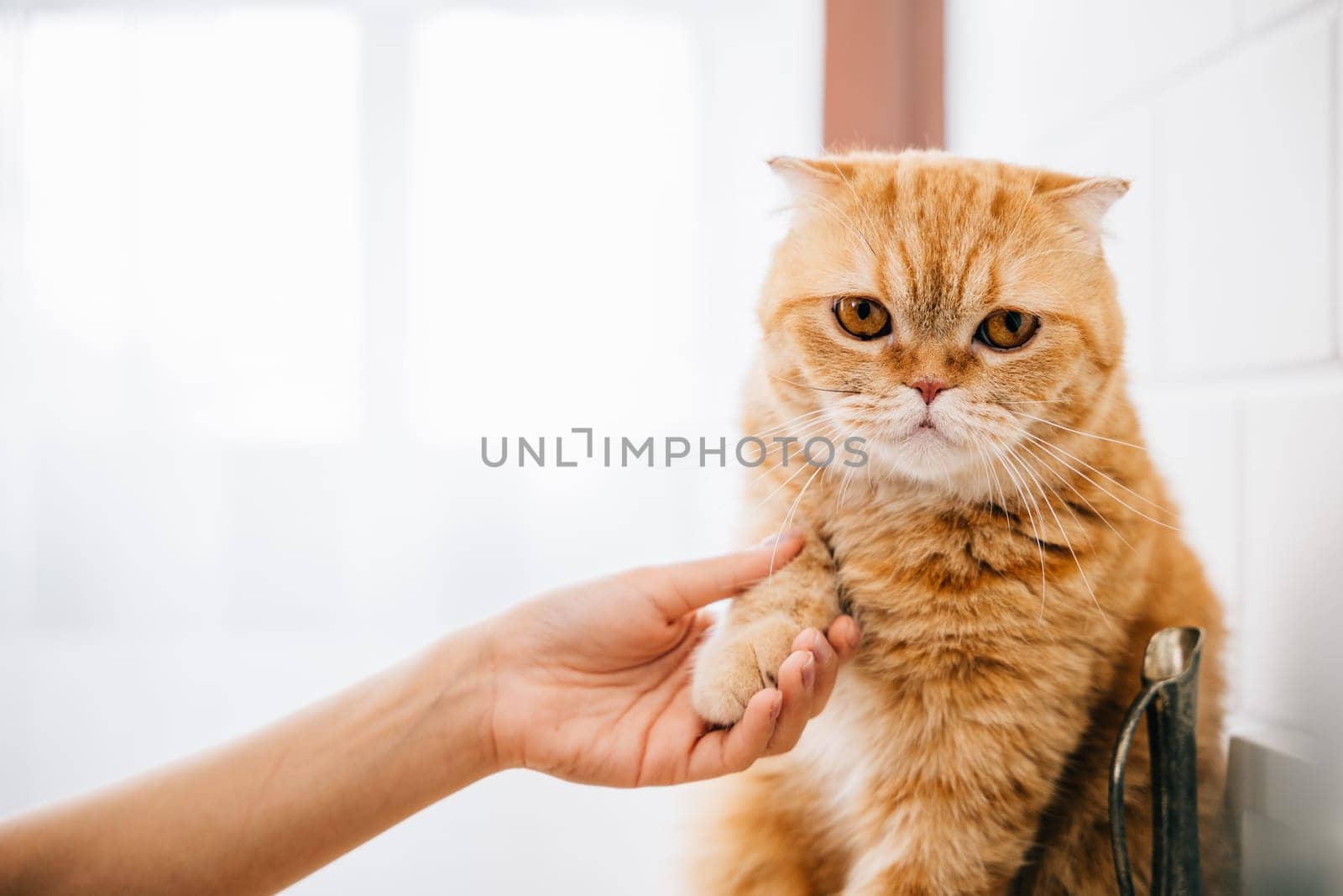 A pet owner enjoys a moment of togetherness with her cat, holding its paw as they sit in perfect harmony, a heartwarming display of friendship and support. Pat love