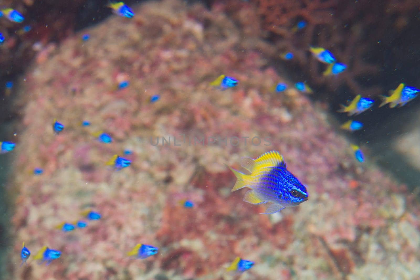 Blue and yellow fishes on Reef colorful underwater landscape background