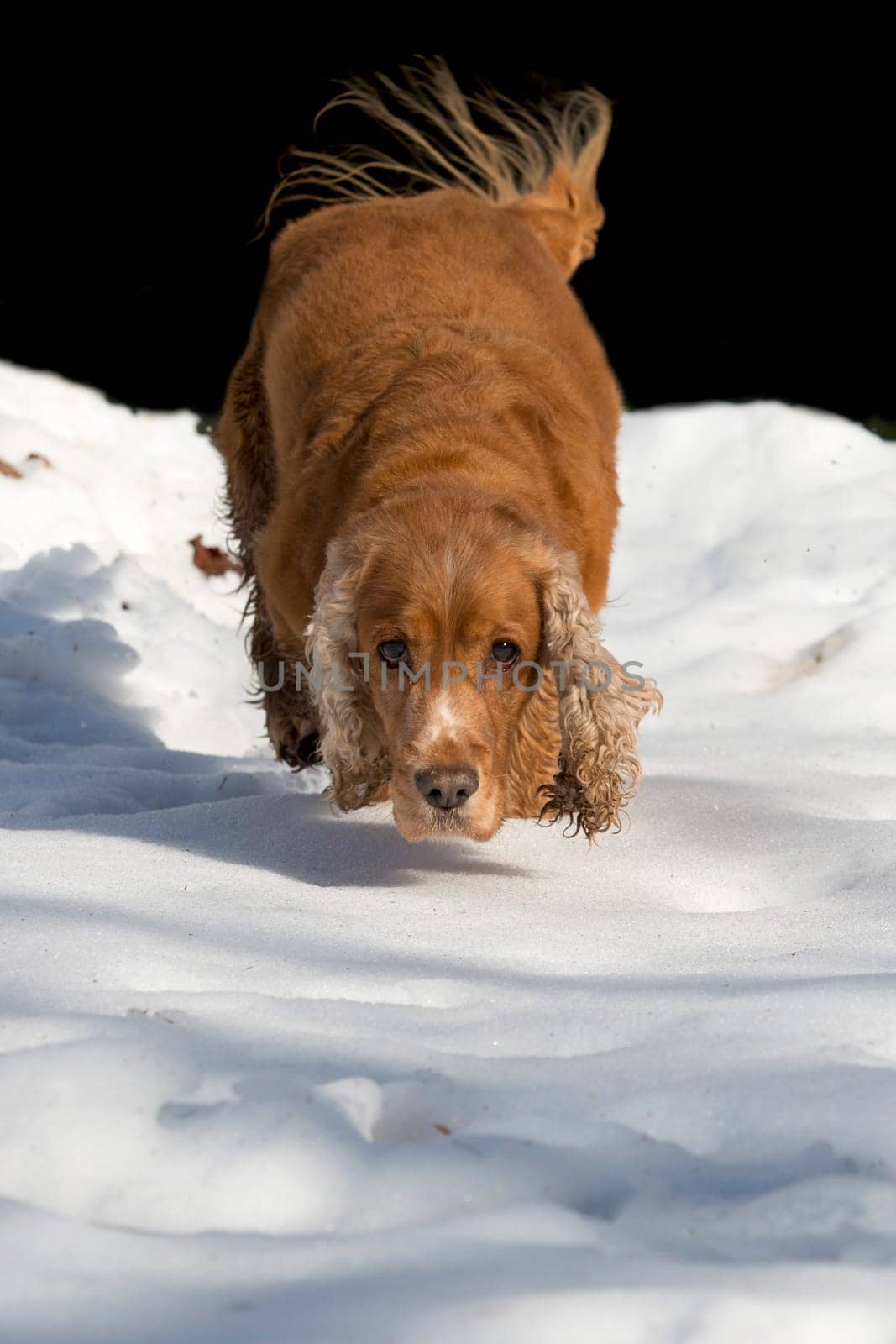 Young cocker spaniel dog looking at you while playing on the snow