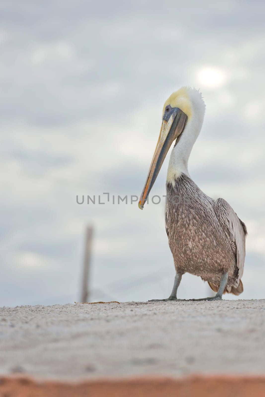 Pelican portrait by AndreaIzzotti