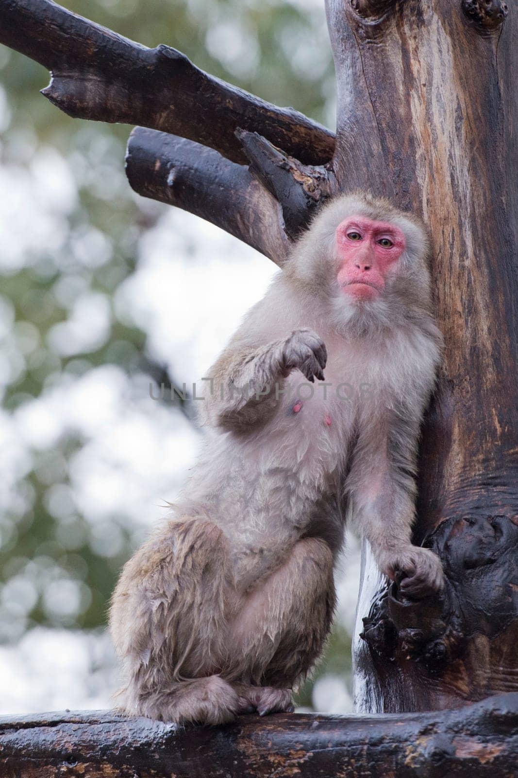 A monkey portrait while eating