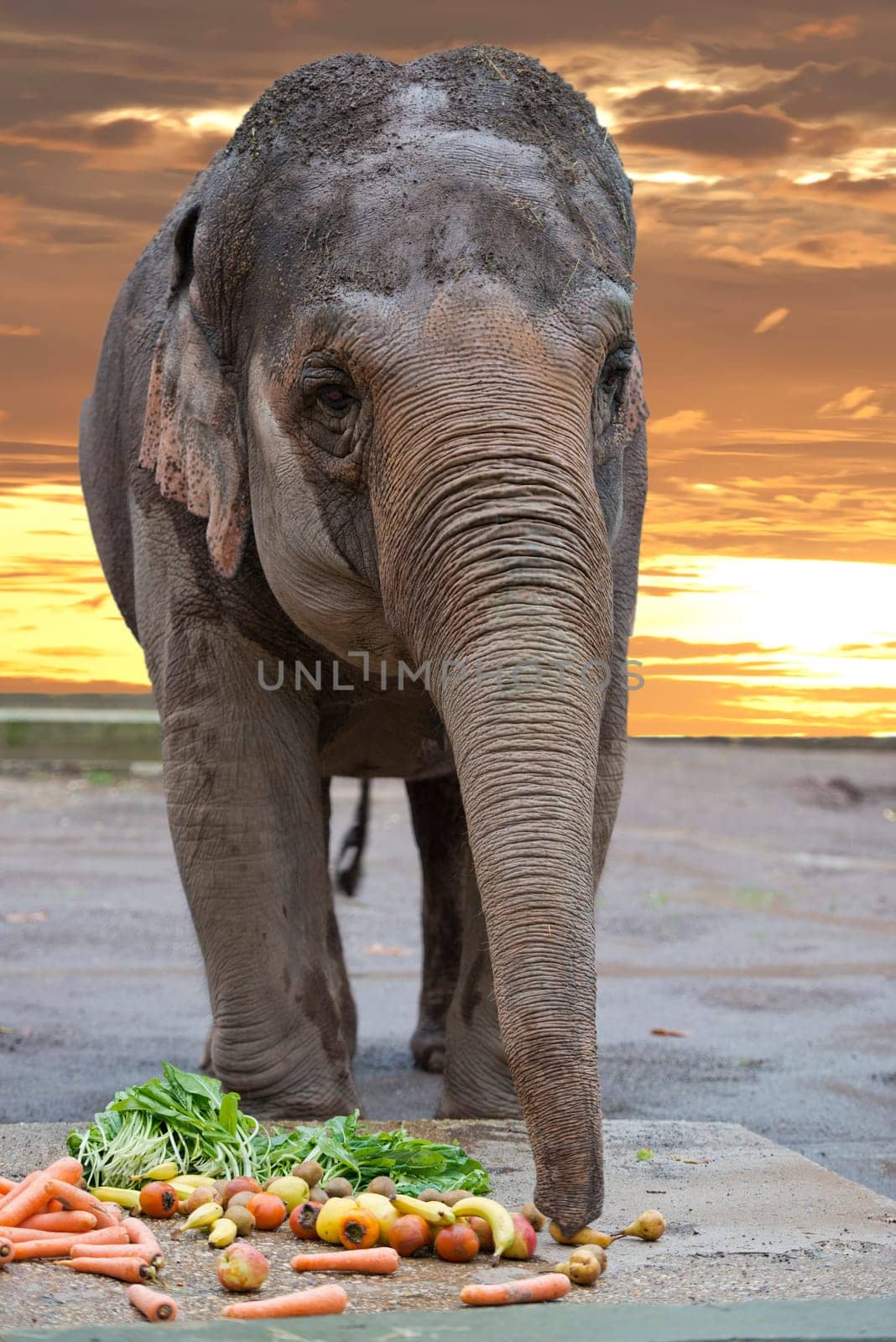 elephant while eating fruit on sunset background