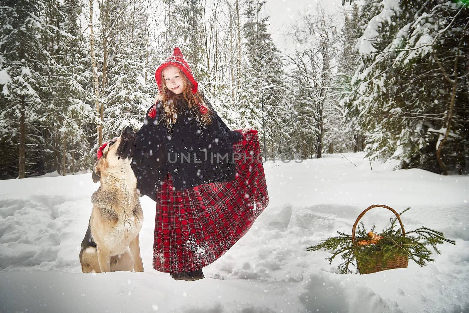 Cute little girl in red cap or hat and black coat with basket of green fir branches in snow forest and big dog shepherd looking as wolf on cold winter day. Fun and fairytale on photo shoot