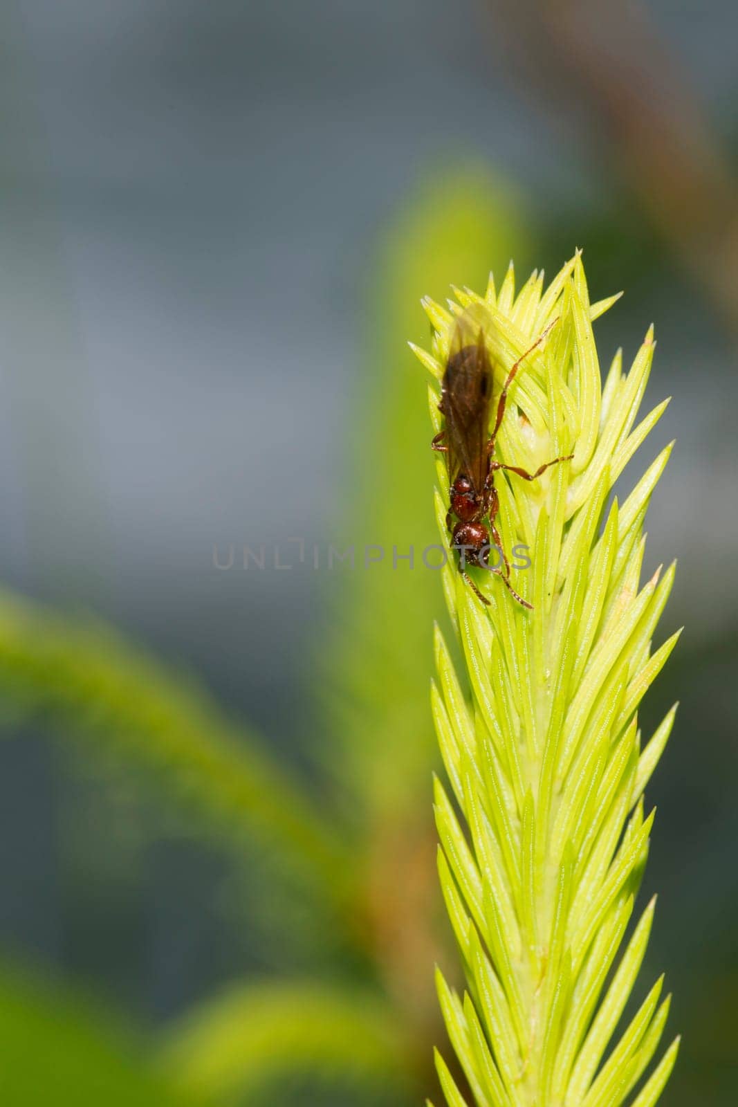 A red ant hanging on green moss macro close up detail