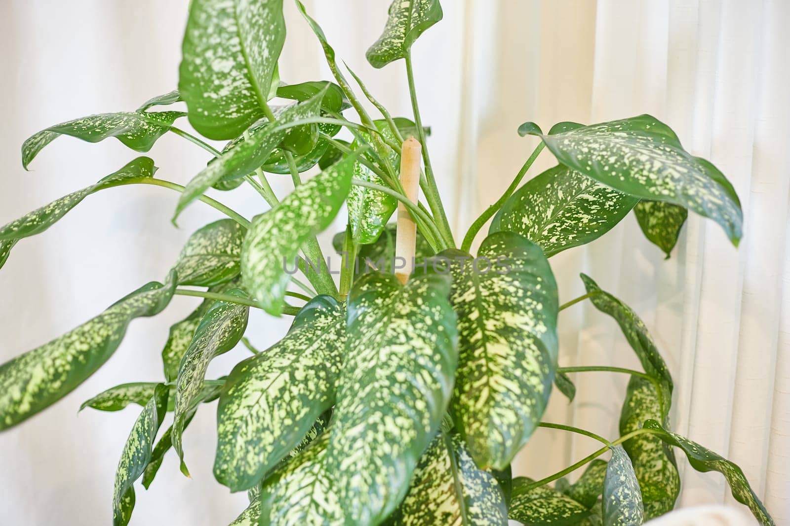 Dieffenbachia plant in a pot on a stool by the window. Retro interior in light colors. Background with plant with green leaves and fabric