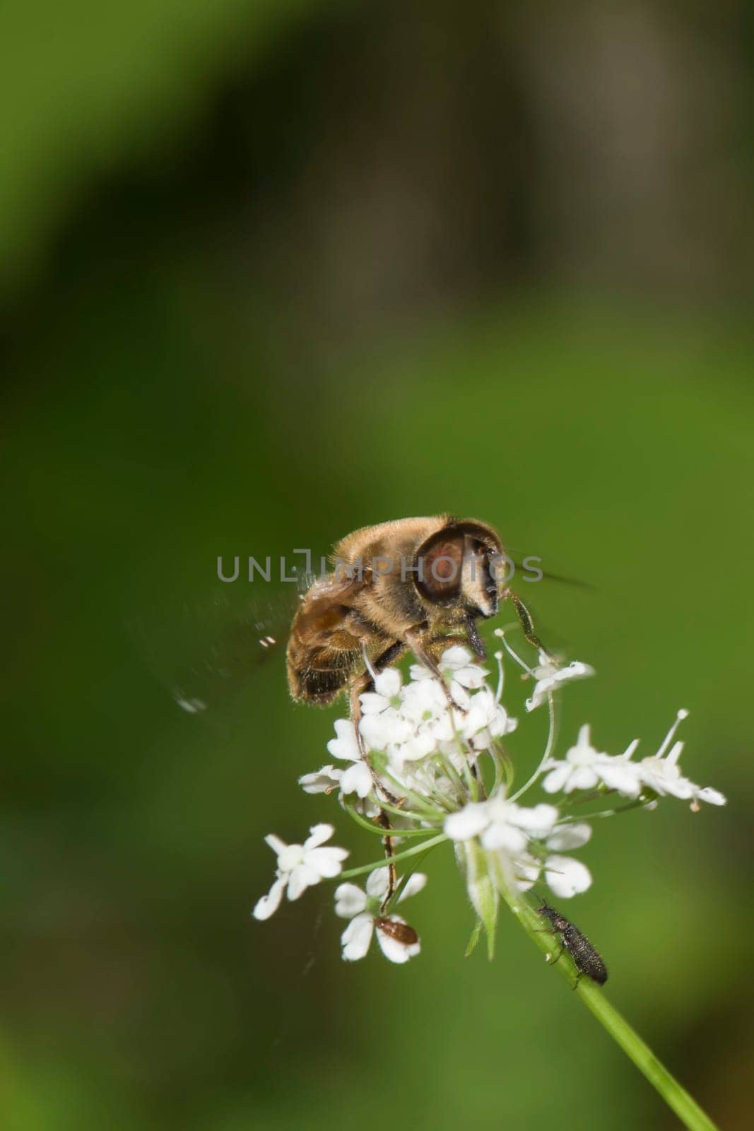 bee on a flower close up macro