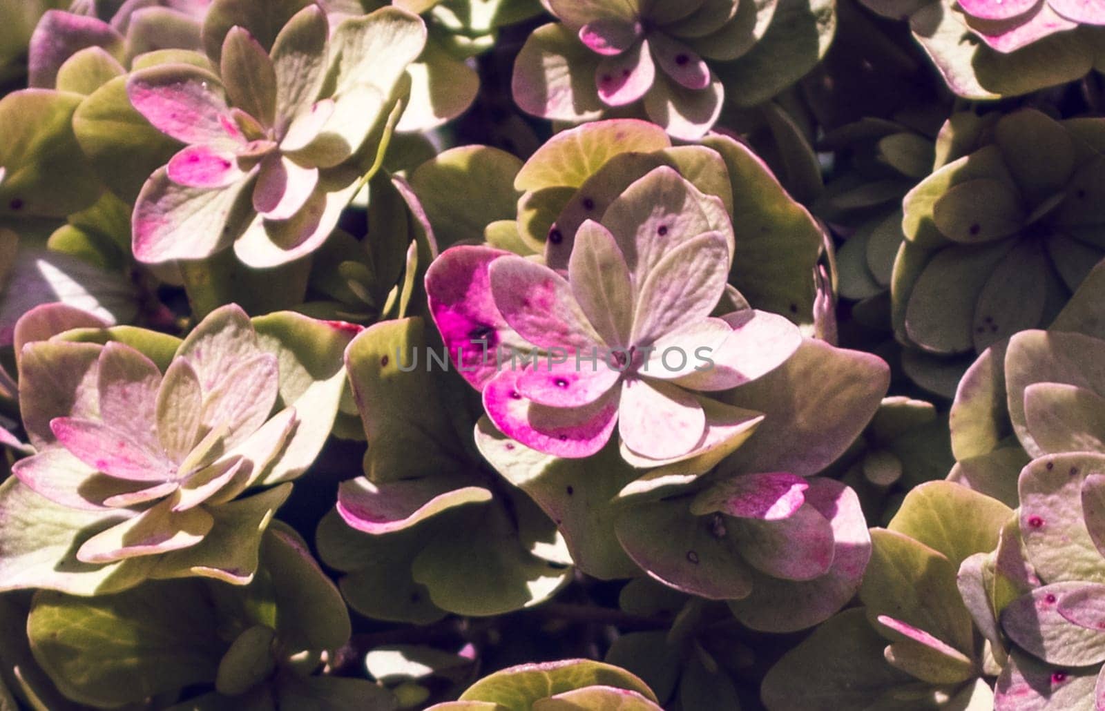 Close up sunny morning flowers in the garden concept photo. Front view photography with blossoming fuchsia. by _Nataly_Nati_