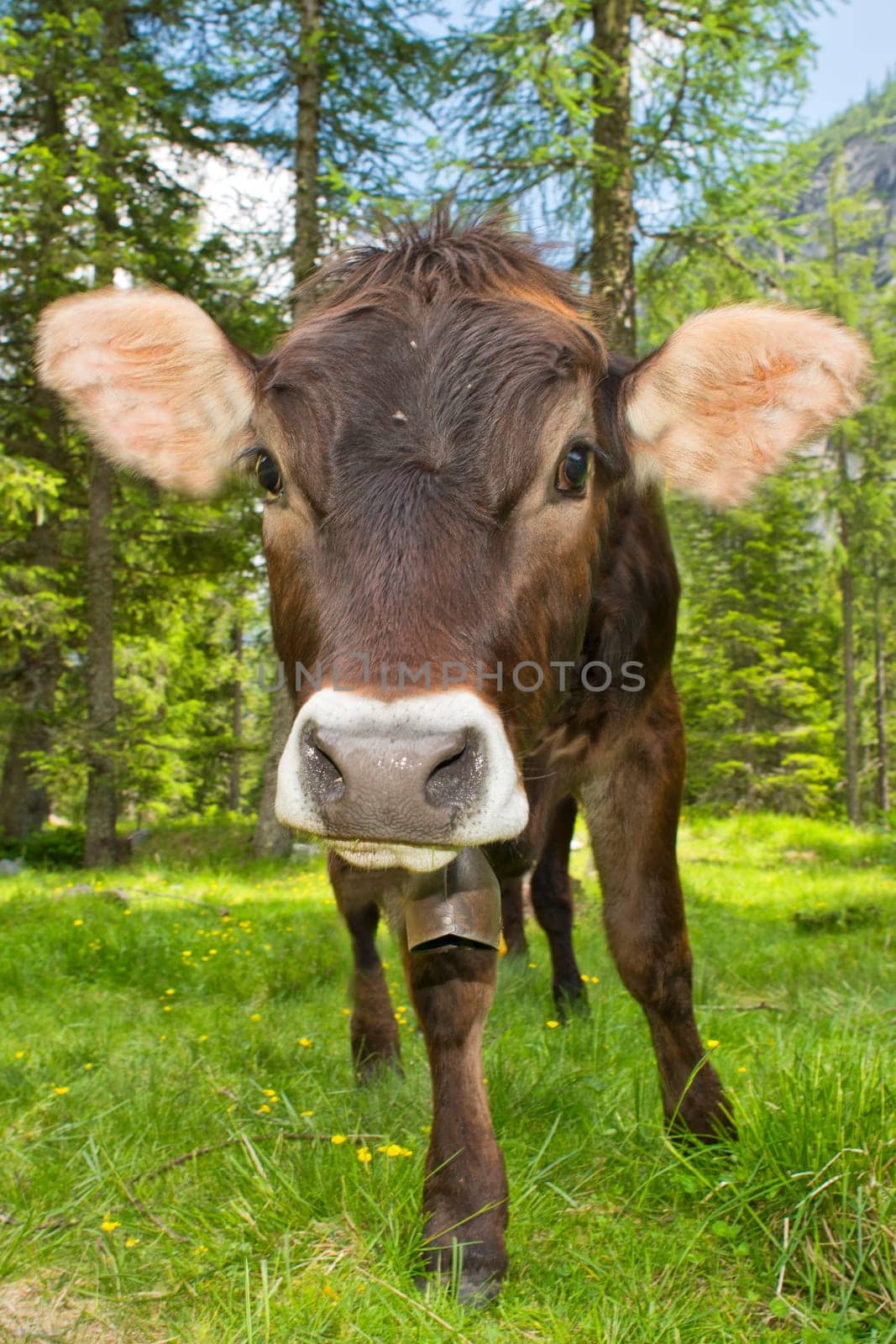 A cow on the mountain background while looking at you