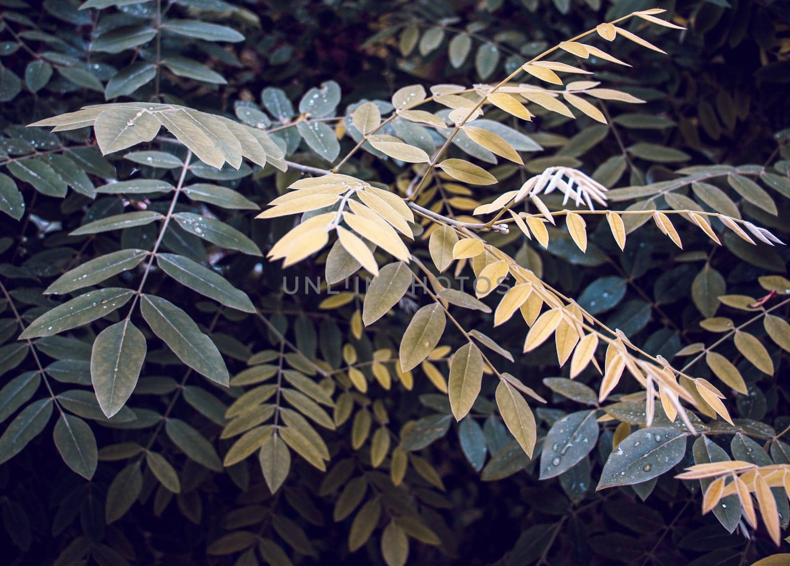 Spring walnut tree branch under spring rain photo. Young spring bush, stems in springtime. Growing plants in morning garden. High quality picture for wallpaper