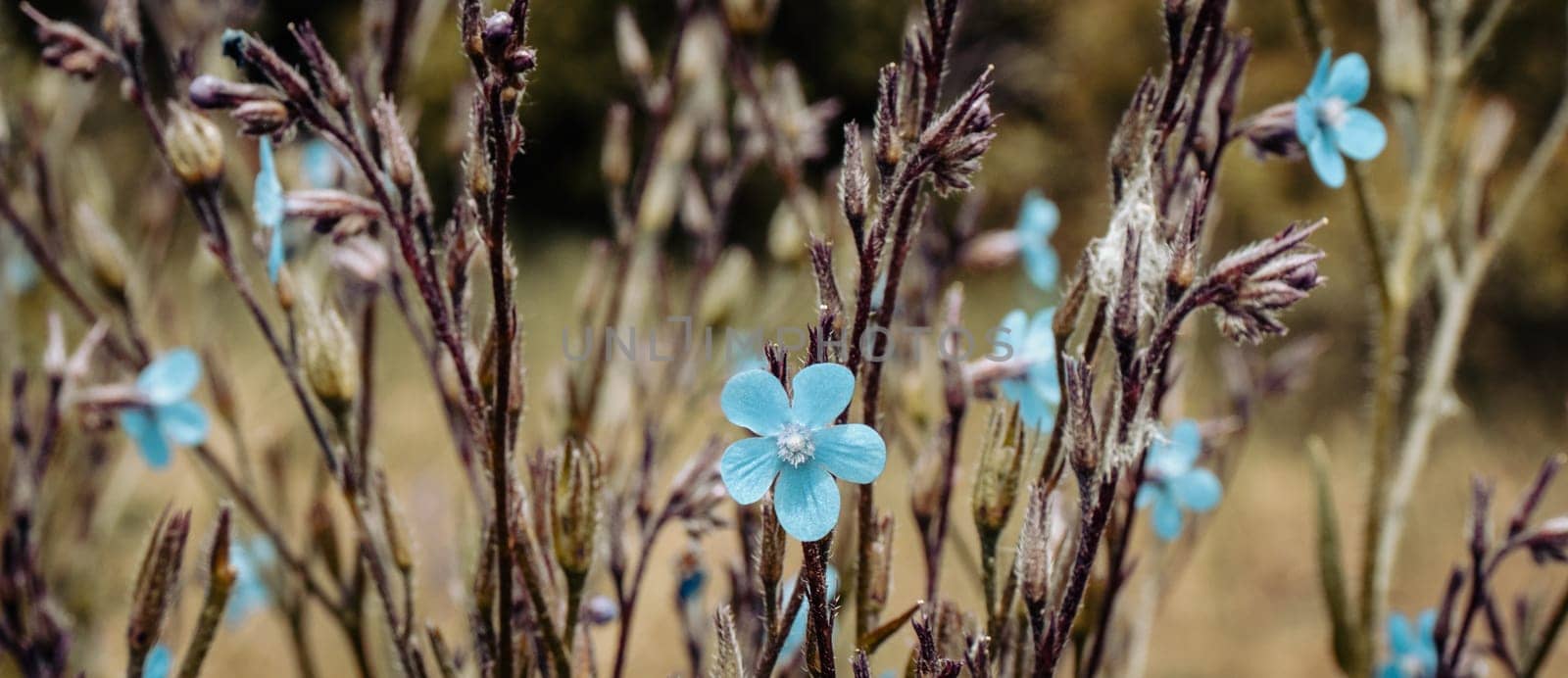Blue flax blossom field flowers photo. Small blue bloom flowers on meadow photography. by _Nataly_Nati_