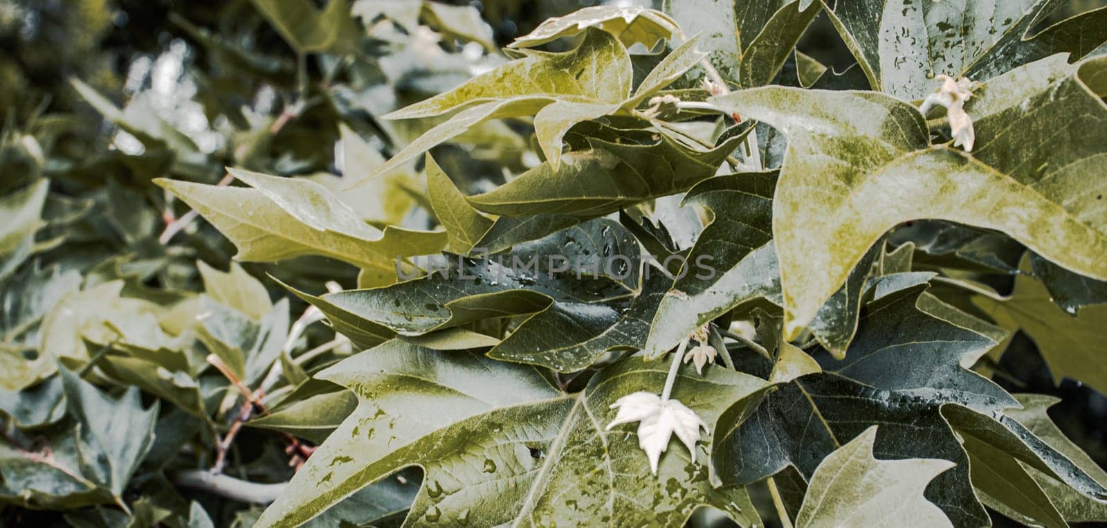 Close up spring sycamore tree branch photo. Platan tree in the park. Growing plants in morning. Young branches, stems in springtime. High quality picture for wallpaper