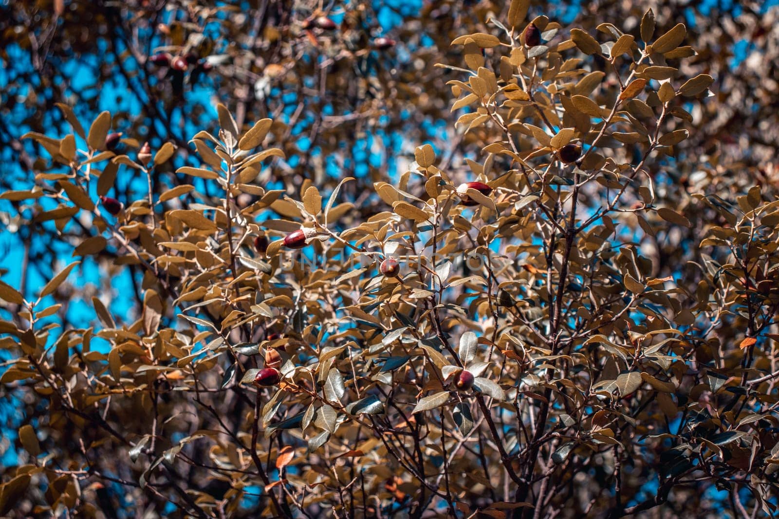 Brown acorns and green oak photo. Acorn on branches with selective focus against blue sunny sky. Beautiful nature scenery photography. Idyllic scene. High quality picture for wallpaper, article