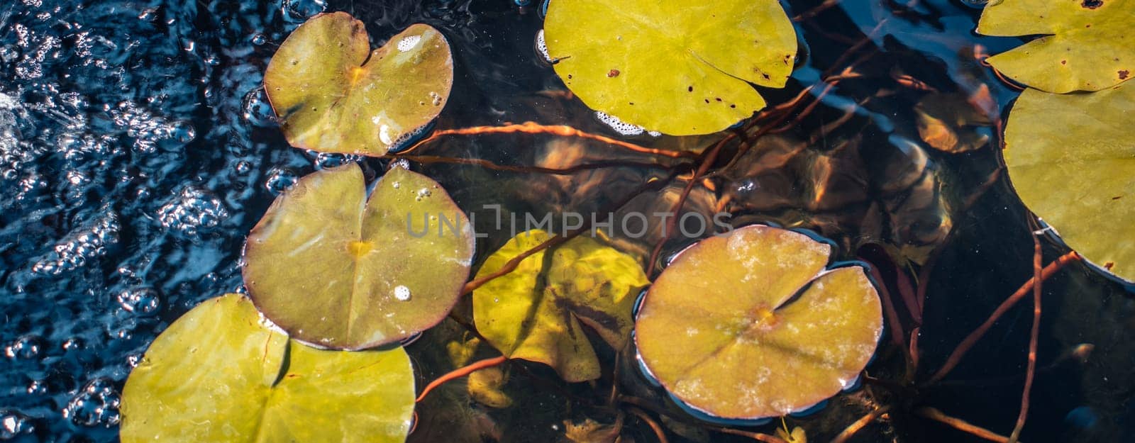 Close up view of water lily flower in daytime photo. Aquatic flower leaves under sunlight photography. Beautiful nature scenery photography. Idyllic scene. High quality picture for wallpaper, travel blog.