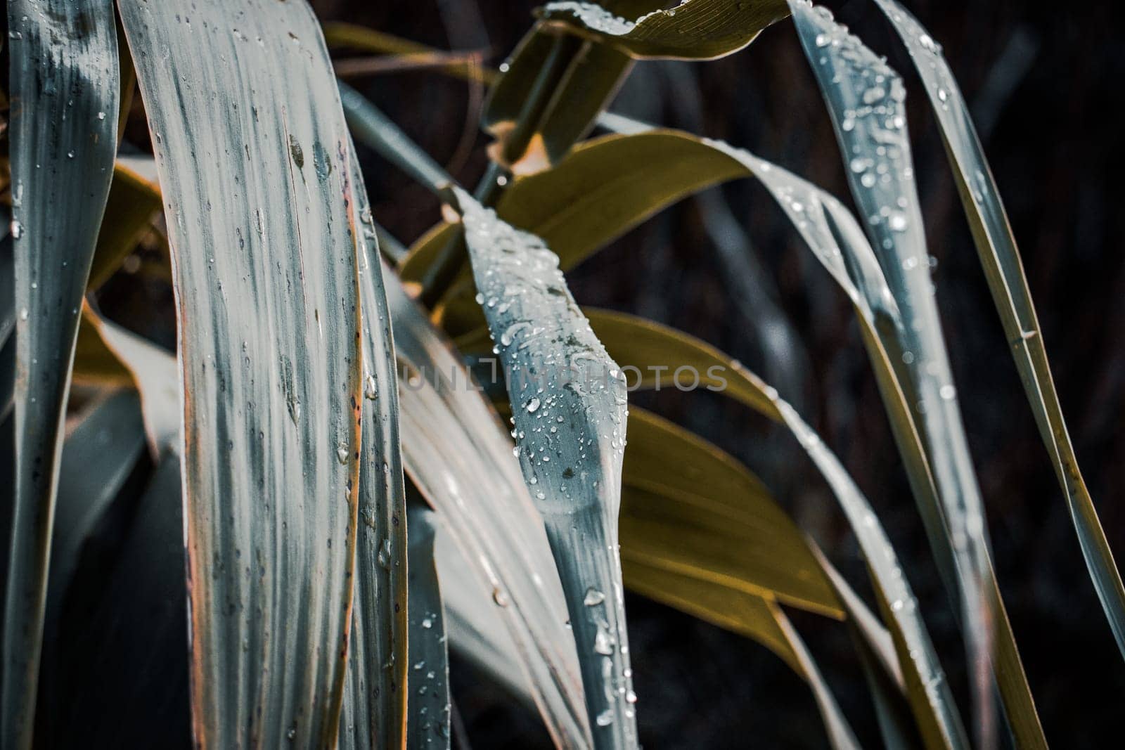 Close up water drop sparkle on reed grass photo. Big droplet on swamp dew outdoor. Amazing artistic image of purity of nature. Idyllic scene. High quality picture for wallpaper, article