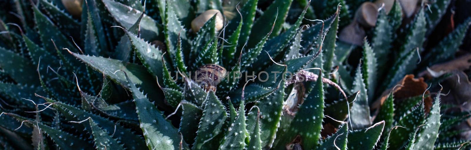 Aloe green ornamental plant with small white thorns. Close up of a garden snail on stem of plant photo. Autumn atmosphere image. Selective focus. High quality picture for wallpaper, travel blog.