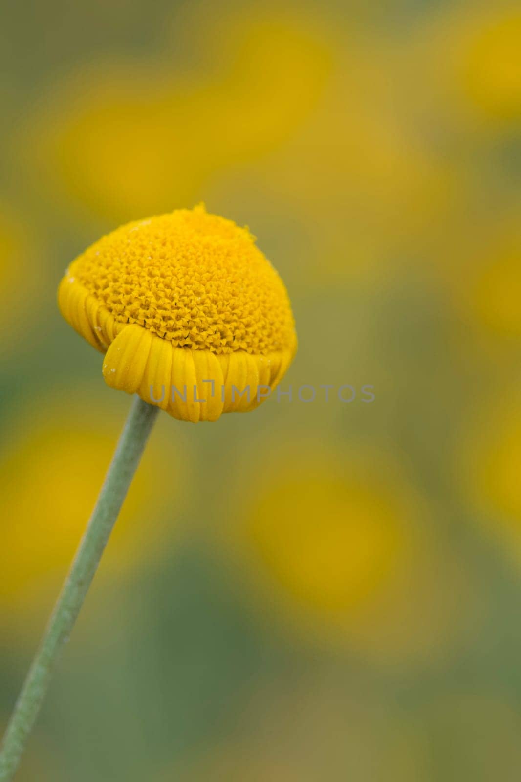 Yellow daisy on flowers background by AndreaIzzotti