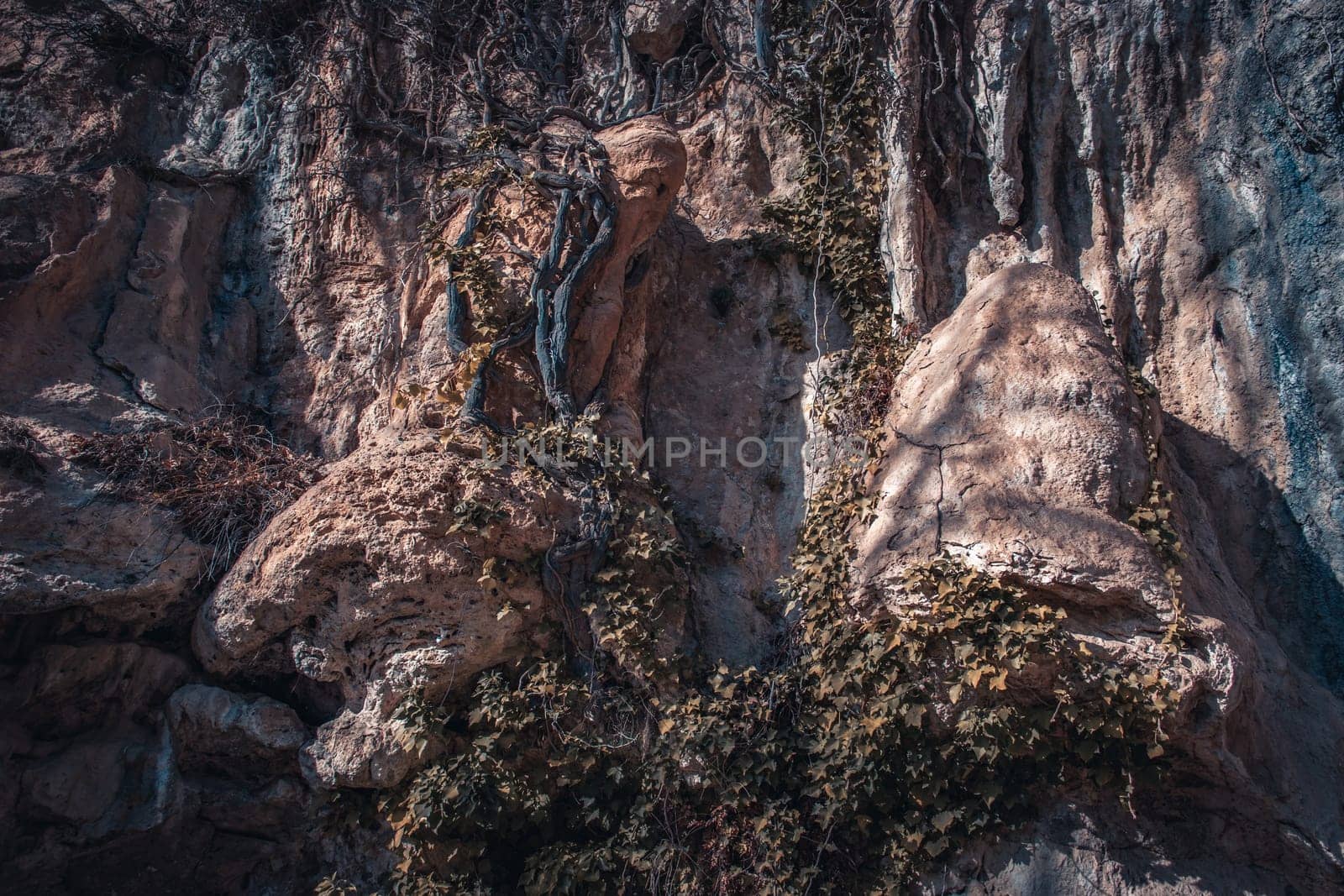 Ivy plant on textured gray wall concept photo. Natural park of Sant Miquel del Fai. Sandstone wall covered with growing vines photography. High quality picture for wallpaper, travel blog.