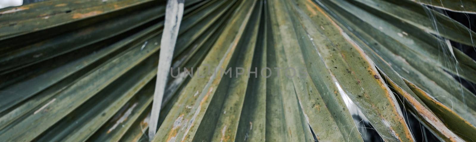 Tropical palm leaves, floral background photo. Rounded palm leaf of the licuala valida, Barcelona. Street scene. High quality picture for wallpaper, article
