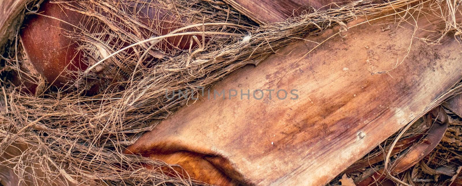 Palm tree trunk detailed photo for background. Palm tree trunk texture. Cracked bark by _Nataly_Nati_