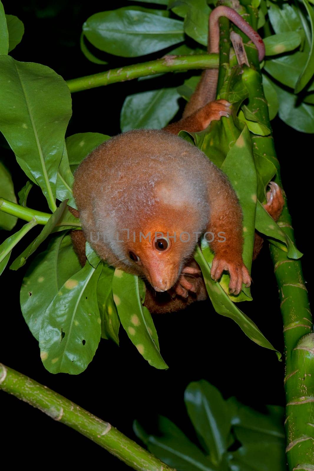 Cuscus indonesian endemic monkey night portrait while hanging on a tree and looking at you