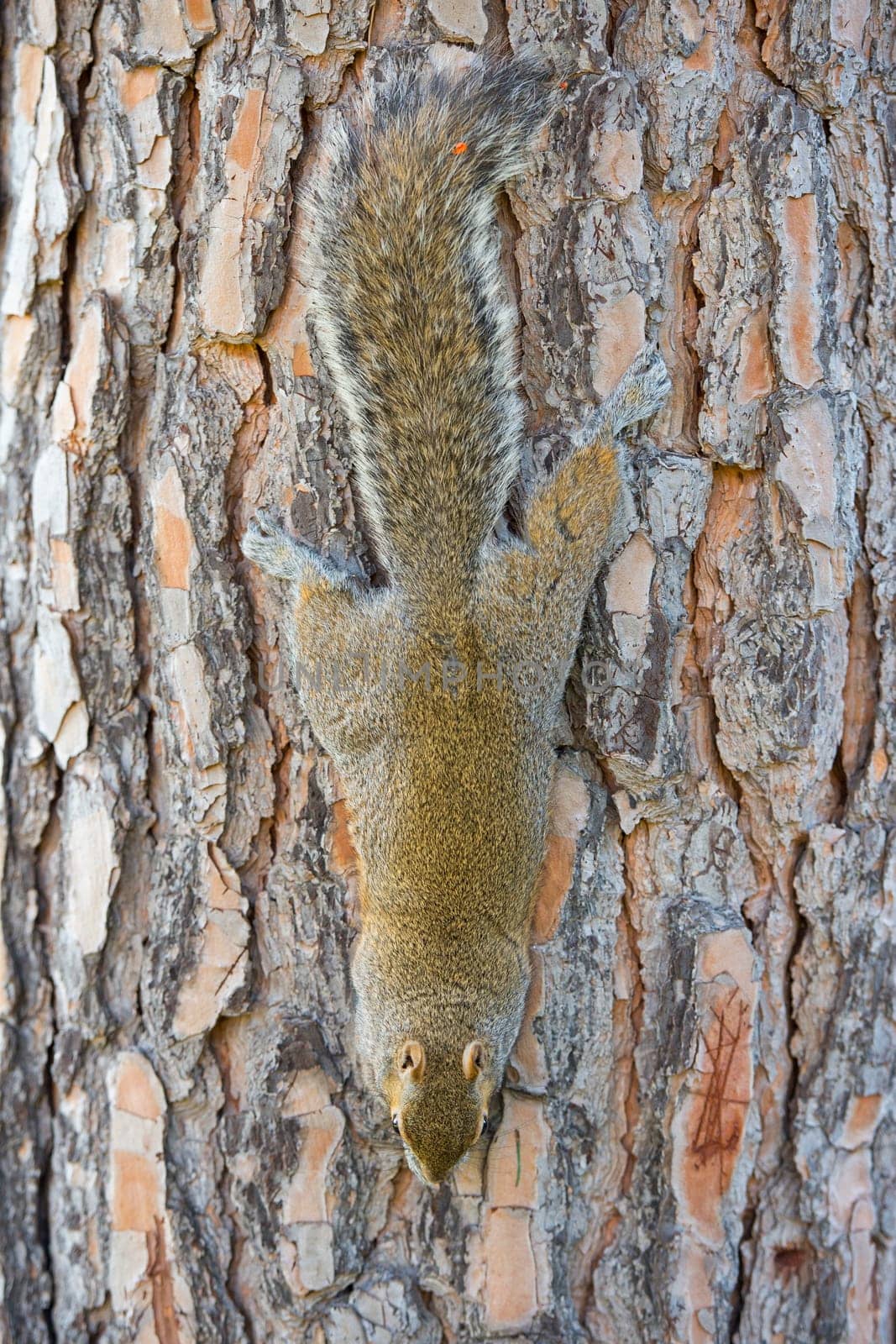 Isolated grey squirrel hanging on a tree