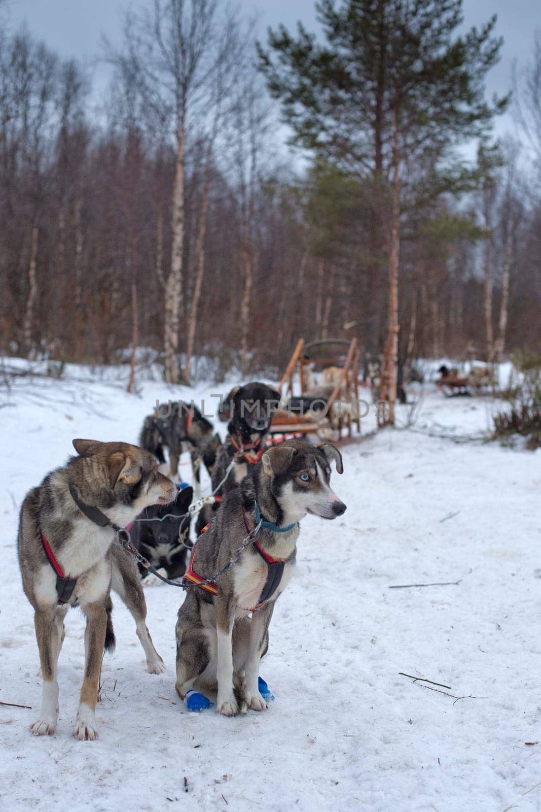 sledding with sled dog in lapland in winter time by AndreaIzzotti